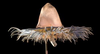 Media type: image;   Special Collections 143 Description: Image taken as candidate for promotional usage for 2014 HMHH exhibit.;